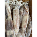 Whole Illex Argentinus Frozen Illex Argentinus Whole Round Squid 300-400g Factory